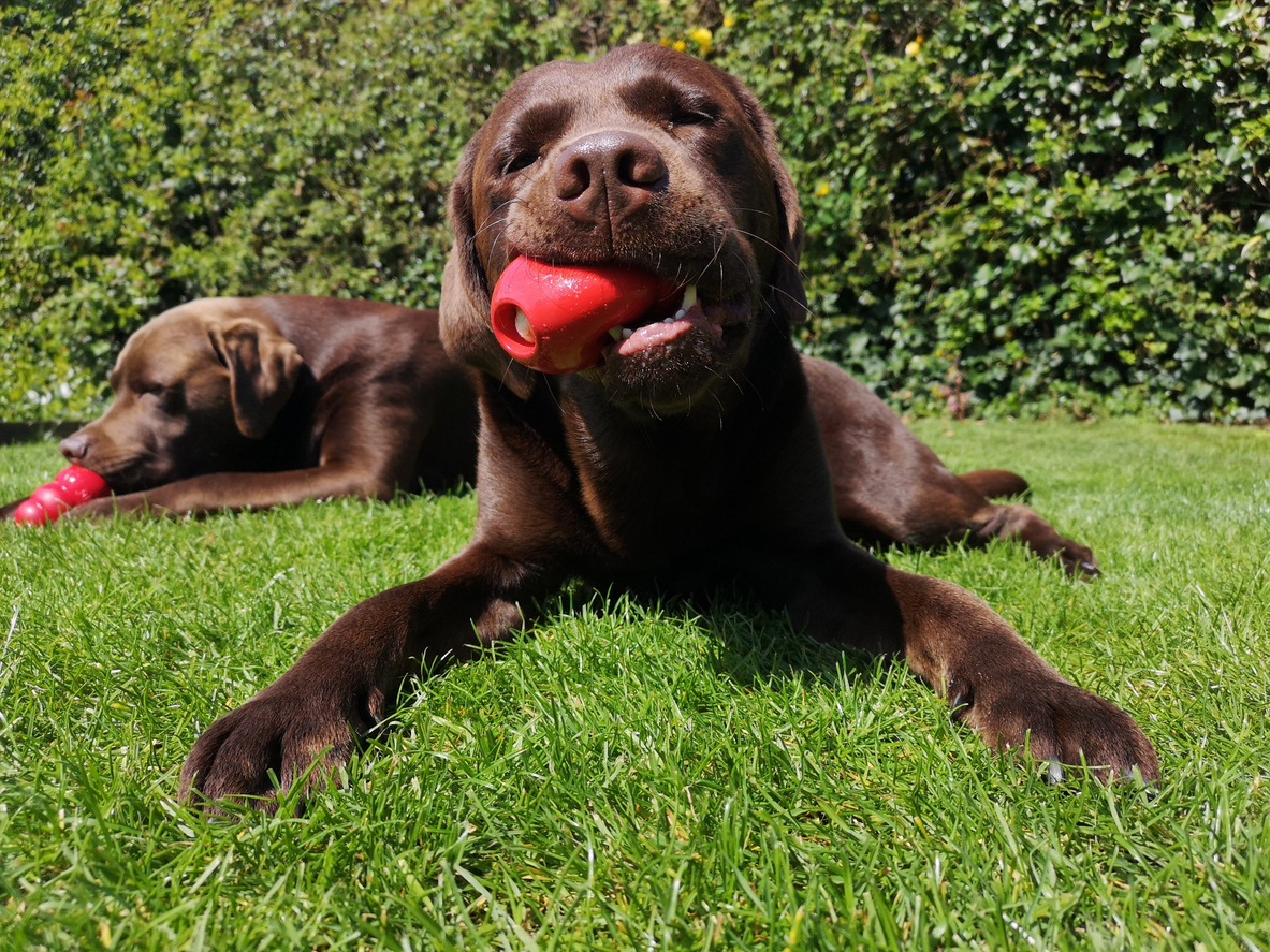 Two brown Labrador Retrievers enjoying Kong toys stuffed with frozen