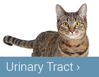 DelRay - Urinary Tract Infections