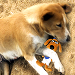 Hanukkah Max, TV Star Dog Toy Usage