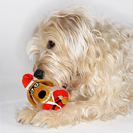 Santa Max, TV Star Dog Toy Usage